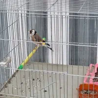 سهره جوجه سال وخاکی|پرنده|جهرم, |دیوار