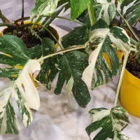 گیاه هان مانستر