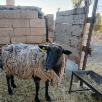 گوسفند رومانوف