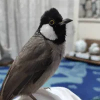 پرنده اهلی|پرنده|خرمشهر, |دیوار