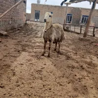 بره قوچ سفید بی کوش