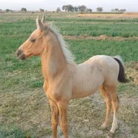 کره اسب نریون عرب دمگیر