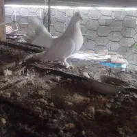 کبوتر دم چتری ماده