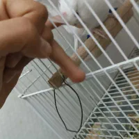 دو عدد عروس هلندی نر مست سخنگو|پرنده|شیراز, پودنک|دیوار
