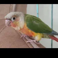 طوطی گرینچیک