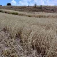 گندم کوه دشت بذری