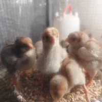 جوجه ویاندوت