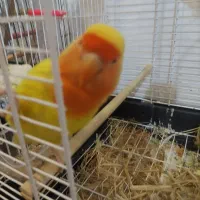 برزیلی ماده