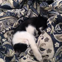 واگذاری رایگان گربه آرام وخانگی|گربه|فریمان, |دیوار