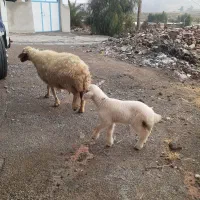 میش بره ۵عدد شک