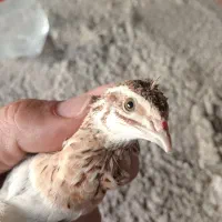 بلدرچین نر آواز خوان بد بده|پرنده|آستارا, |دیوار