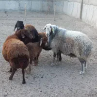 قوچ هترو قوچ سبز|حیوانات مزرعه|اصفهان, قائمیه|دیوار