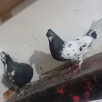 کبوتر|پرنده|شیراز, کوشک میدان|دیوار