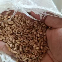 گندم هواشه شده