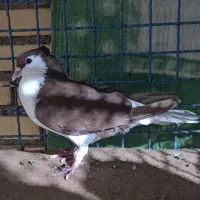 کبوتر|پرنده|شوشتر, |دیوار