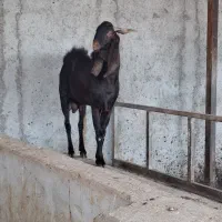 ۱بز نر|حیوانات مزرعه|اهواز, دغاغله|دیوار