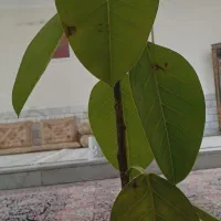 کمک خیرخواهانه