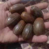 بلوط درشت وخاص پسند