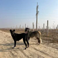 ماده سرابی|سگ|صومای برادوست, |دیوار