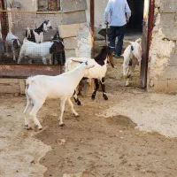 درودبر شما خوبان|حیوانات مزرعه|لامرد, |دیوار