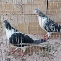 شامی سفید.سارکاکلی.مامی.ساده چپ