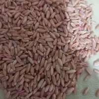 گندم دیم باران