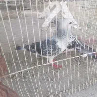 کبوتر
