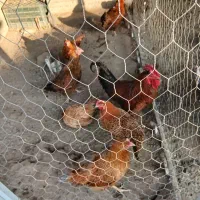 فروش ۶ عدد مرغ