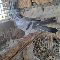 لوت و گرگی سبز|پرنده|بندر ماهشهر, |دیوار