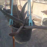 گلهای طبیعی گلده