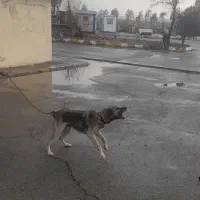 سگ سرابی|سگ|رباط‌کریم, نوده|دیوار