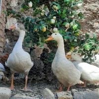 فروش غاز و اردک