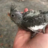 جوجه عروس هلندی