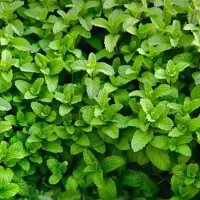 نعناع وآویشن