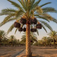 خرما مضافتی عمده - خرده