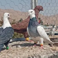 سرخ  دم سفید  طوق سبز مخمل هوا ی|پرنده|شیراز, داریون|دیوار