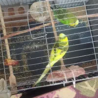 فروش مرغ عشق