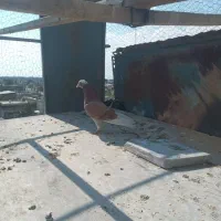 کبوتر پرشی شازده پشتار جوجه کار