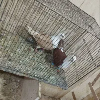 چندتا حیوان رنگی