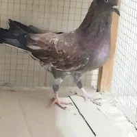 کبوتر کلع ای اصیل