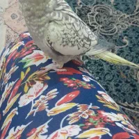 عروس هلندی گمشده جایزه واسه پیدا کردن 500 تومان