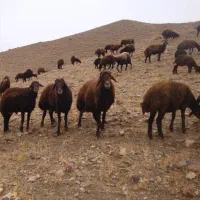 ذبح گوسفند|خدمات پذیرایی، مراسم|قم, آزادگان|دیوار