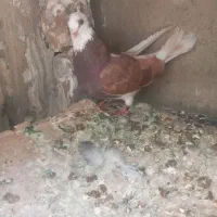 کبوتر