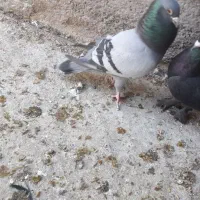 کبوتر برای تخم و جوجه