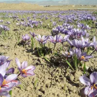 زعفران بااصالت خراسان رضوی تربت حیدریه|حراج|اصفهان, امیرعرب|دیوار
