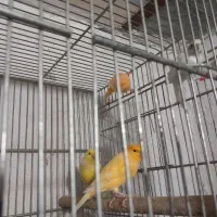 قناری|پرنده|شیراز, سعدیه شمالی|دیوار