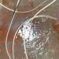 ماهی|ماهی|گرگان, |دیوار