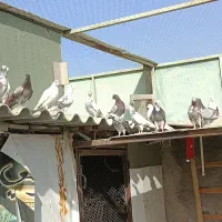 کبوتر پرشی|پرنده|صباشهر, |دیوار