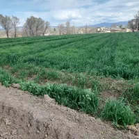 زمین-زراعی-کشاورزی-خاک-بسیار-حاصلخیز