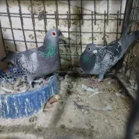 کفتر پلاکی مسافتی|پرنده|مشهد, شهرک مهرگان|دیوار